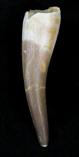 Fossil Plesiosaur Tooth - Morocco #22649